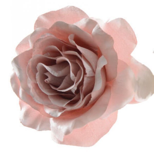 Τριαντάφυλλο, Ροζ